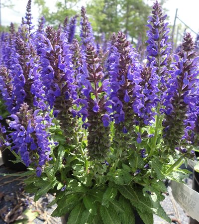 Meadow Sage Marcus